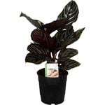 120mm Prayer Plant - Calathea Ornata