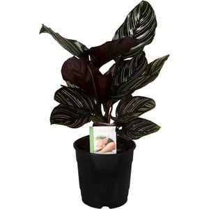 120mm Prayer Plant - Calathea ornata