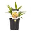 140mm Tas Red - Dianella tasmanica