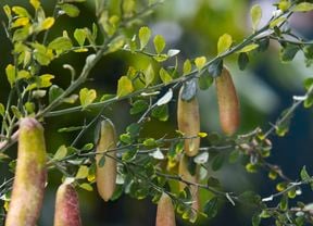 Several native edible plants hanging from a branch