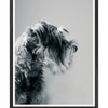 Galrie Captivating Canine Portrait - Black and White Dog Art Photography Print, Black Frame, 50 x 70cm (20 x 28inch)