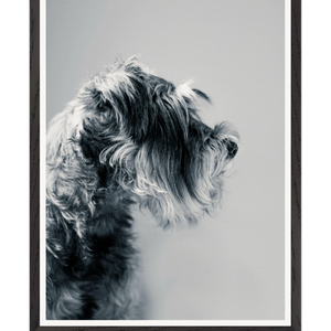 Galrie Captivating Canine Portrait - Black and White Dog Art Photography Print, Black Frame, 50 x 70cm (20 x 28inch)