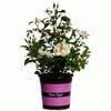 170mm Rose - Rosa hybrid Noaschnee Flower Carpet White