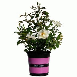 170mm Rose - Rosa hybrid Noaschnee Flower Carpet White