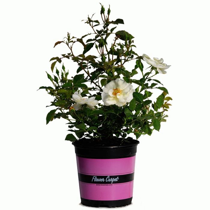 170mm Rose - Rosa hybrid Noaschnee Flower Carpet White