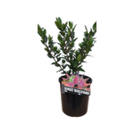 2.4L Hebe - Hebe x speciosa