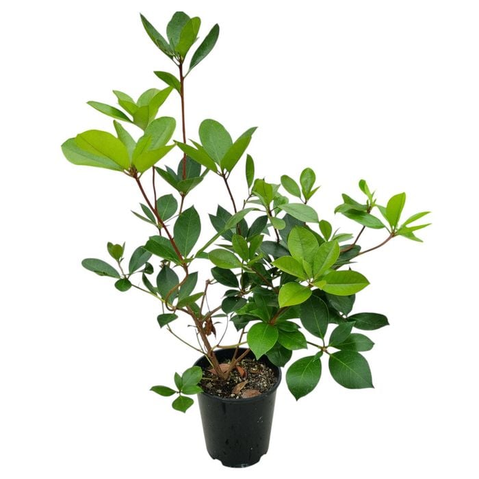 3.3L Vireya Coral Flare - Rhododendron