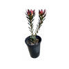 140mm Devils Blush - Leucadendron salignum