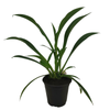 2.5L Arthropodium Matapouri Bay - Arthropodium cirratum