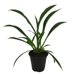 2.5L Arthropodium Matapouri Bay - Arthropodium cirratum