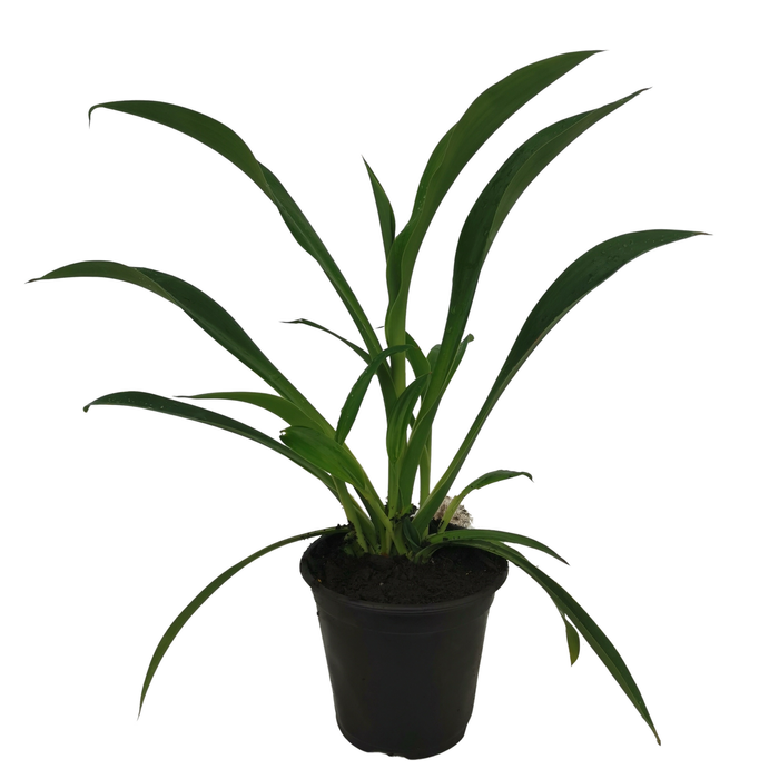 2.5L Arthropodium Matapouri Bay - Arthropodium cirratum