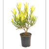 350mm Inca Gold - Leucadendron laureolum