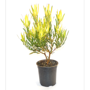 350mm Inca Gold - Leucadendron laureolum