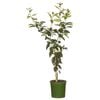 200mm Lime Tahitian - Citrus latifolio