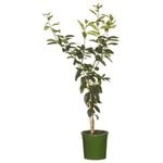 200mm Lime Tahitian - Citrus latifolio