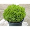 140mm Emerald Green Hebe - Hebe Emerald Green