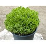140mm Emerald Green Hebe - Hebe Emerald Green