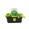 Punnet Lettuce Iceberg - Lactuca sativa