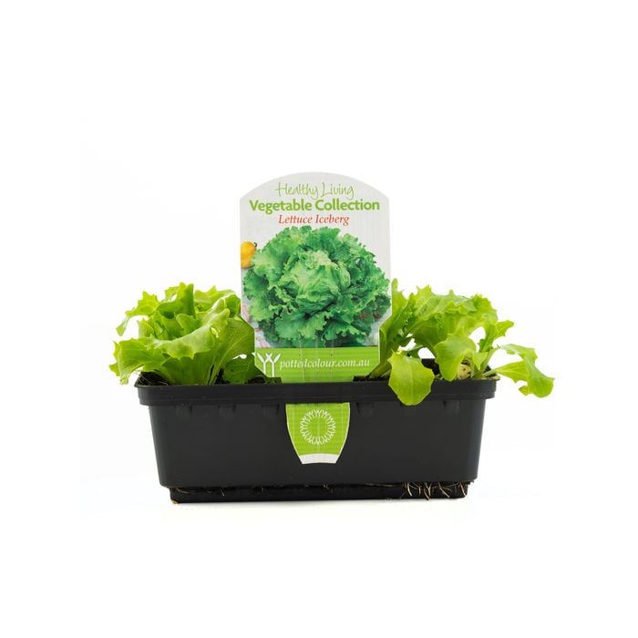 Punnet Lettuce Iceberg - Lactuca sativa
