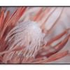 Dried Protea Plant Floral  Print 100% Australian Made 120x90cm  (Poster)