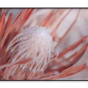 Dried Protea Plant Floral  Print 100% Australian Made 120x90cm  (Poster)