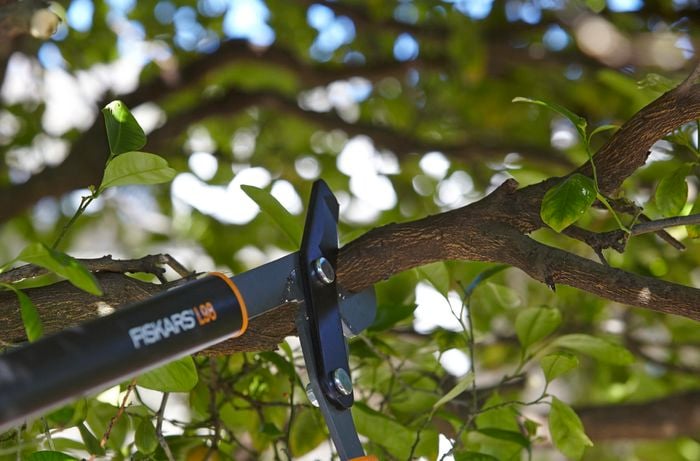 A person cutting a tree branch with loppers
