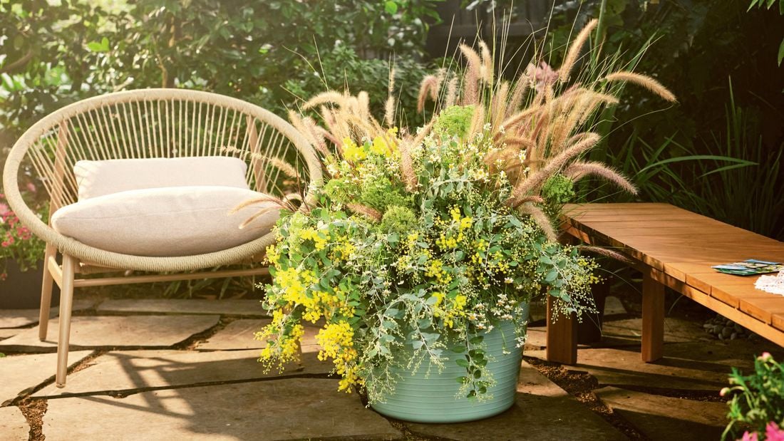 A large garden planter filled with yellow flowers and feathery grasses on a patio next to an outdoor chair and timber bench.