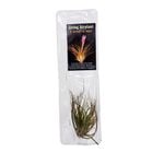 50mm Air Plant - Tillandsia