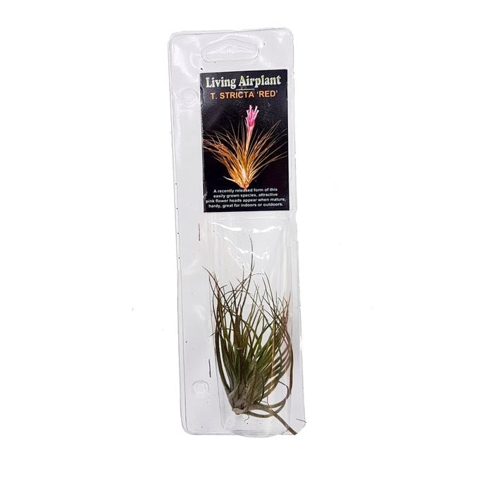 50mm Air Plant - Tillandsia