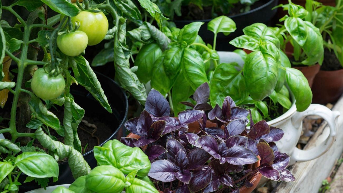 Pot plants in a garden, growing basil and red, green and yellow tomatoes