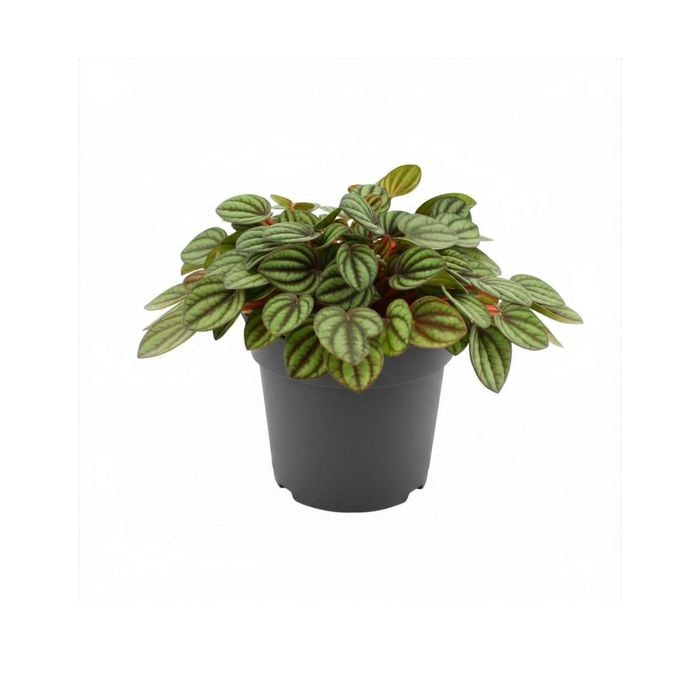 95mm Piccolo - Peperomia piccolo Banda