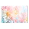 Color Dahlia Flower   Print 100% Australian Made 90 x 60cm  (Acrylic)