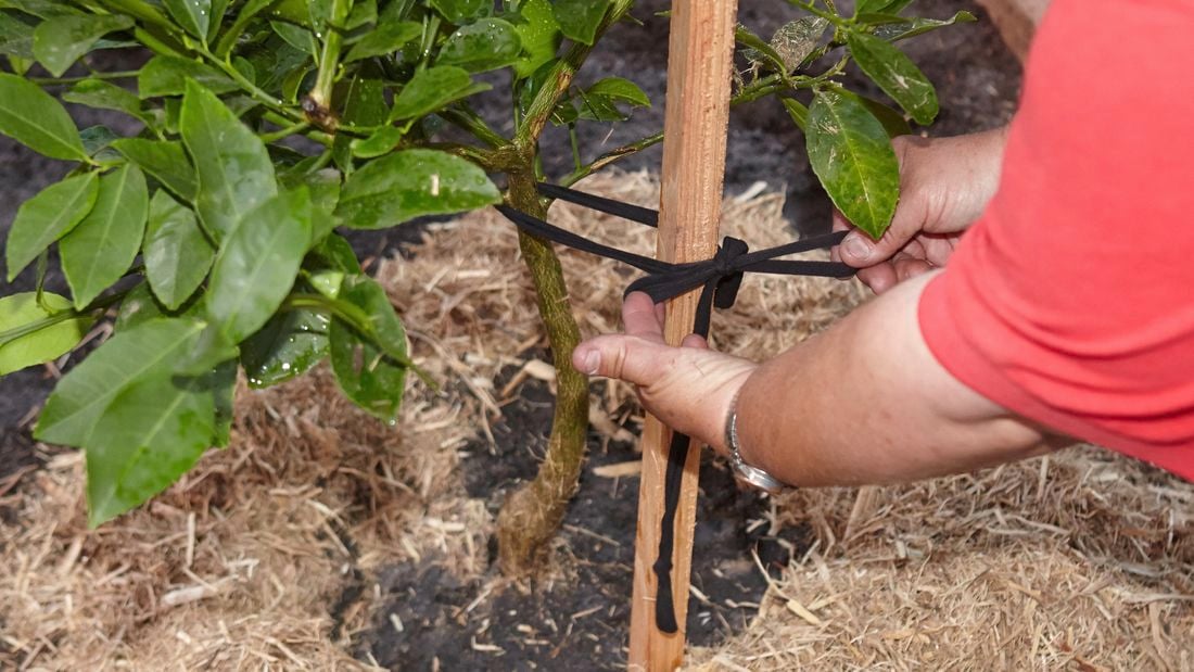 A sapling being tied to an upright stake with fabric ties