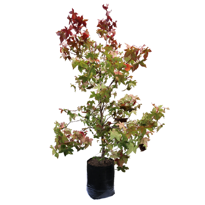 Bagged Liquidambar Assorted Pb18
