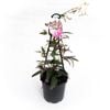 200mm Happy Duo - Hardenbergia violocea - Grow It Easy Range