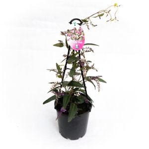 200mm Happy Duo - Hardenbergia violocea - Grow It Easy Range