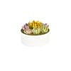 270mm Succulent Garden In Ceramic Round Bowl