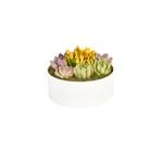 270mm Succulent Garden In Ceramic Round Bowl