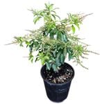 3.3L Lily Of The Valley - Pieris japonica Christmas Cheer 