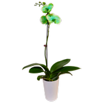 120mm Watercolour Green Single Stem Orchid - Phalaenopsis