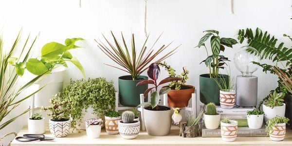 A series of assorted potted plants