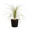 250mm Ponytail Palm - Beaucarnea recurvata