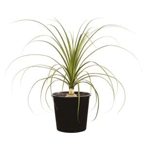 250mm Ponytail Palm - Beaucarnea recurvata