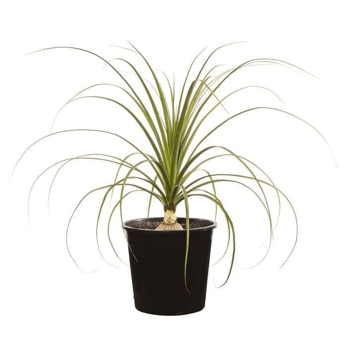 250mm Ponytail Palm - Beaucarnea recurvata