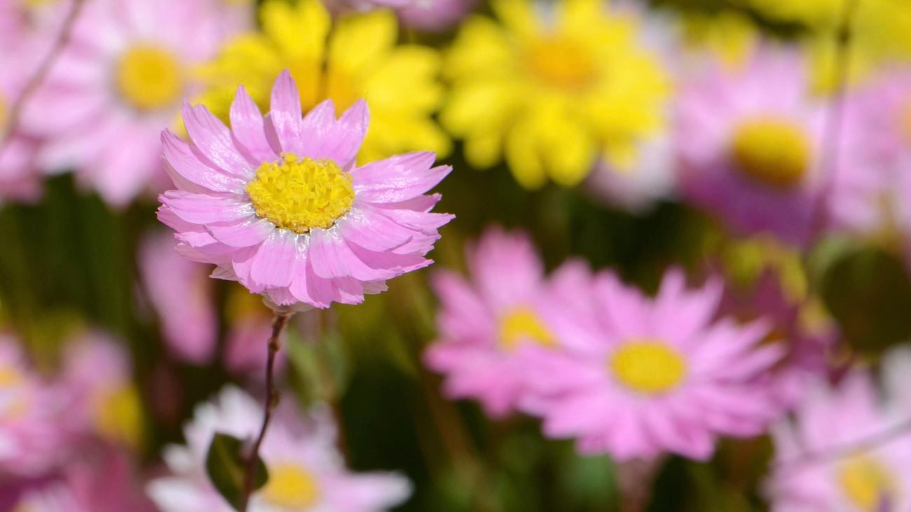 A close-up of pink mangles everlasting flowers with yellow centres.