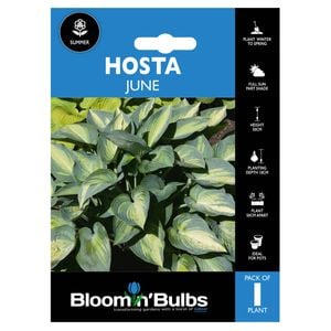 Bloomin' Bulbs Summer Blue Hosta June - 1 Pack