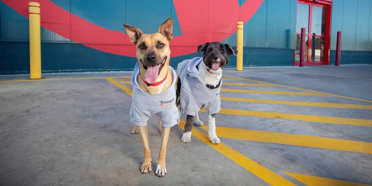 Two dogs wearing grey hoodies standing on a painted walkway outside a store entrance