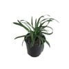 1.9L Royal Purple - Liriope muscari
