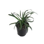 1.9L Royal Purple - Liriope muscari