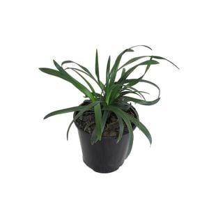 1.9L Royal Purple - Liriope muscari